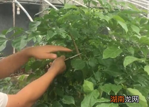 乔迁新居客厅放什么植物风水好 搬新家什么绿植吉利
