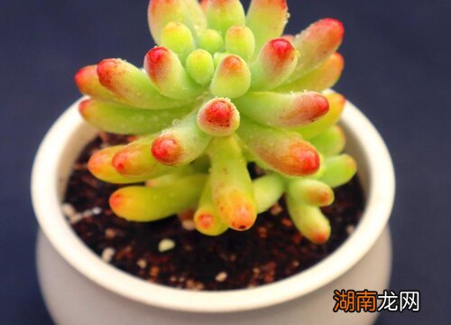 多肉乙女心和虹之玉哪个好养活