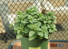 薄荷品种哪个好养活又好看
