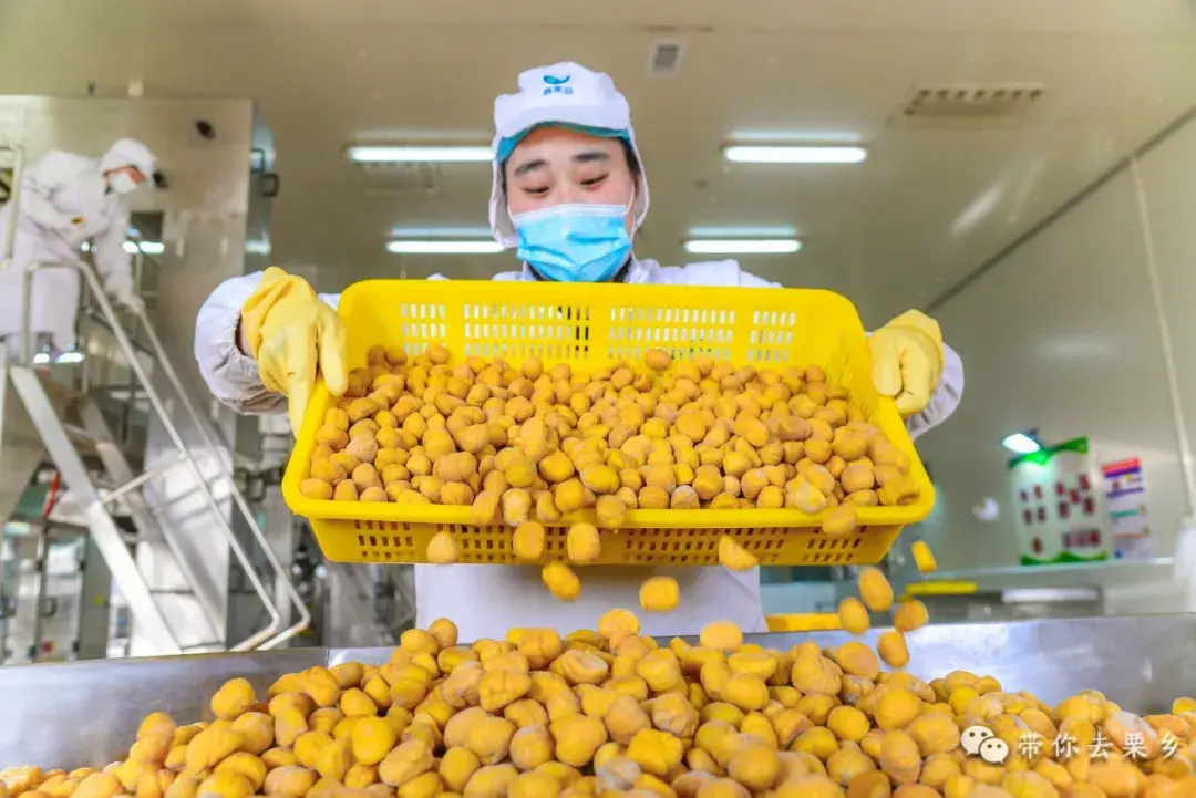 河北省唐山市迁西板栗特点 迁西板栗是哪个省的特产