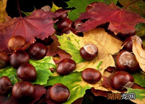 河北省唐山市迁西板栗特点 迁西板栗是哪个省的特产