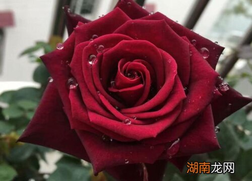 不同数量的花象征寓意不同 花的数量代表的含义