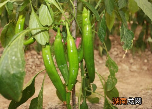 世界辣椒辣度排名及产地