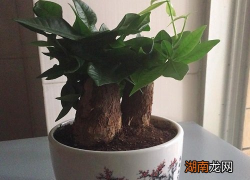 发财树浇水的正确方法 发财树浇水多久一次合适