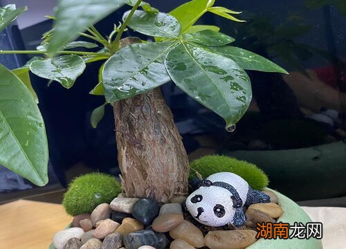 发财树浇水的正确方法 发财树浇水多久一次合适