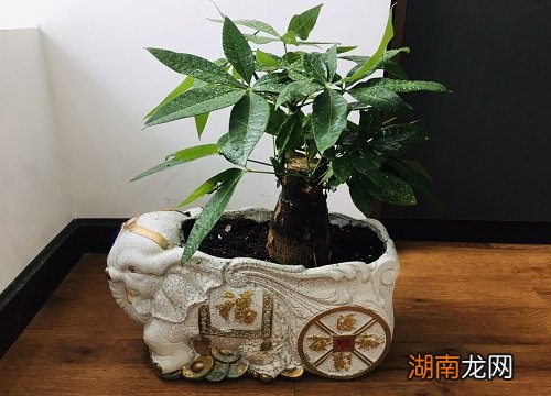 发财树浇水的正确方法 发财树浇水多久一次合适