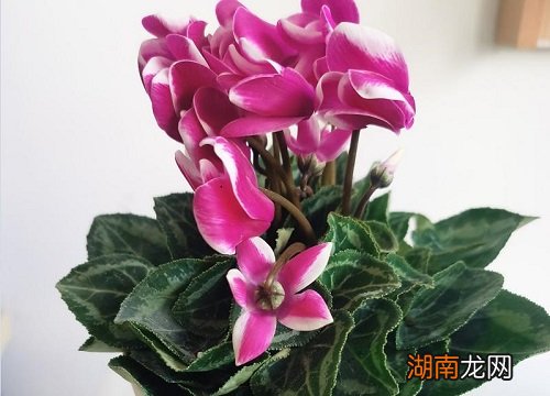 仙客来花期养护及花后管理 仙客来的花期有多长时间