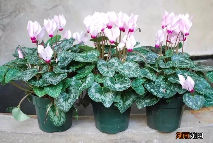 仙客来花期养护及花后管理 仙客来的花期有多长时间