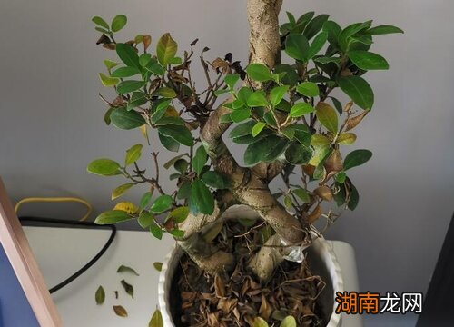 养殖方法和注意事项 盆景榕树怎么养才能长得茂盛