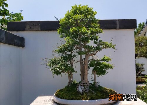 养殖方法和注意事项 盆景榕树怎么养才能长得茂盛