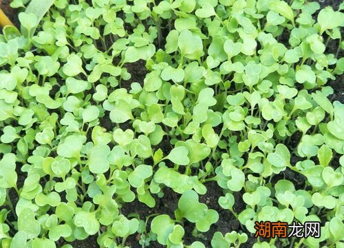 怎么种生菜出苗又快又好 生菜种下去几天发芽出苗