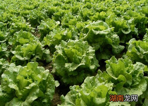 怎么种生菜出苗又快又好 生菜种下去几天发芽出苗