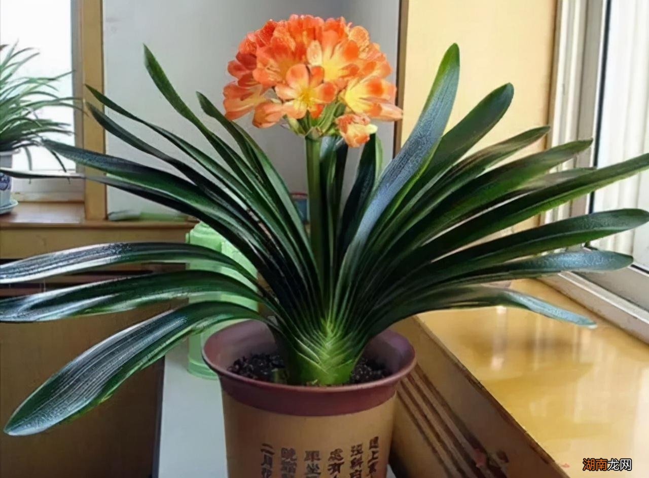 家里适合养的7种吉利花卉寓意好 什么花的寓意最好