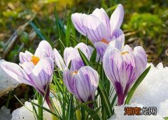 藏红花盆栽养殖方法及注意事项及禁忌