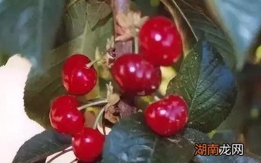 进口车厘子品种有哪几种