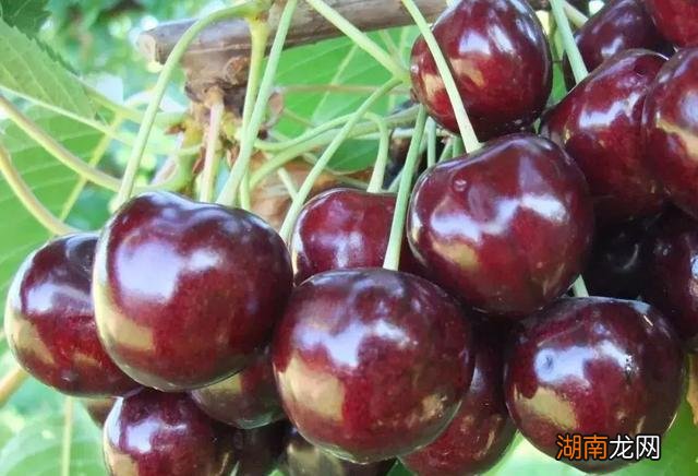 进口车厘子品种有哪几种