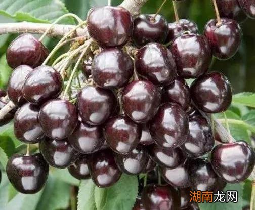 进口车厘子品种有哪几种