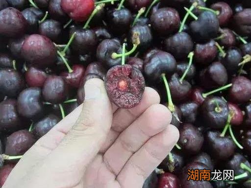 进口车厘子品种有哪几种