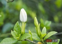 栀子花为什么不开花是什么原因