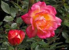 玫瑰扦插生根最快方法 玫瑰花枝怎么插容易活