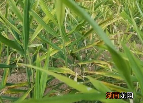 生姜不挖在田里能留多久 生姜不挖收怎么越冬