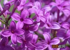 丁香花的花语与象征和寓意