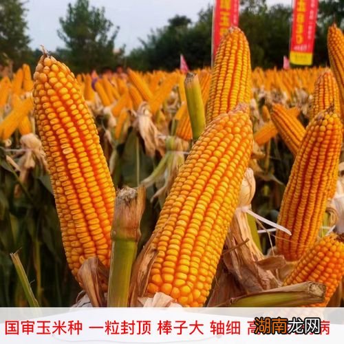 珲玉830品种特性介绍 珲玉830玉米种子简介