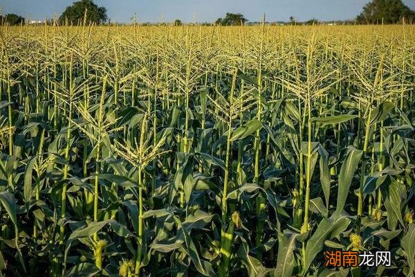 珲玉830品种特性介绍 珲玉830玉米种子简介