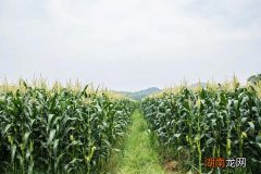 珲玉830品种特性介绍 珲玉830玉米种子简介