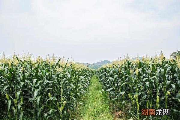 珲玉830品种特性介绍 珲玉830玉米种子简介