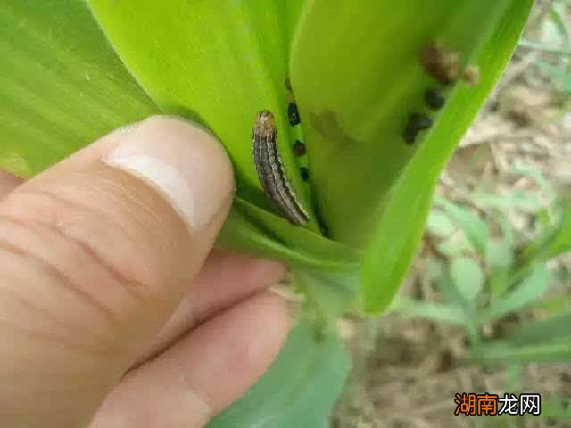 玉米的种植方法和技术 玉米种植的六个步骤