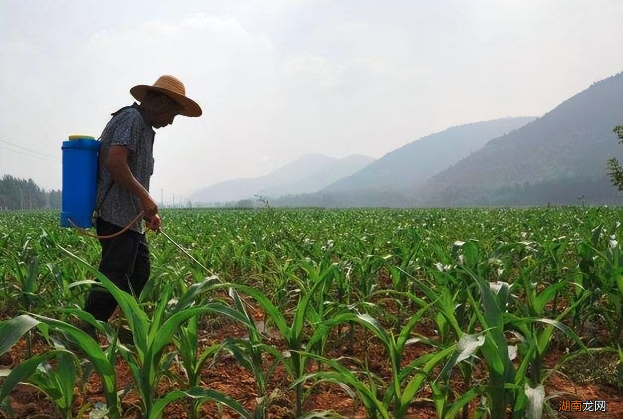 玉米的种植方法和技术 玉米种植的六个步骤
