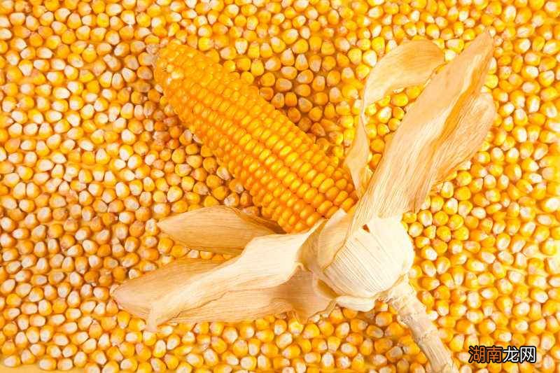 玉米的种植方法和技术 玉米种植的六个步骤