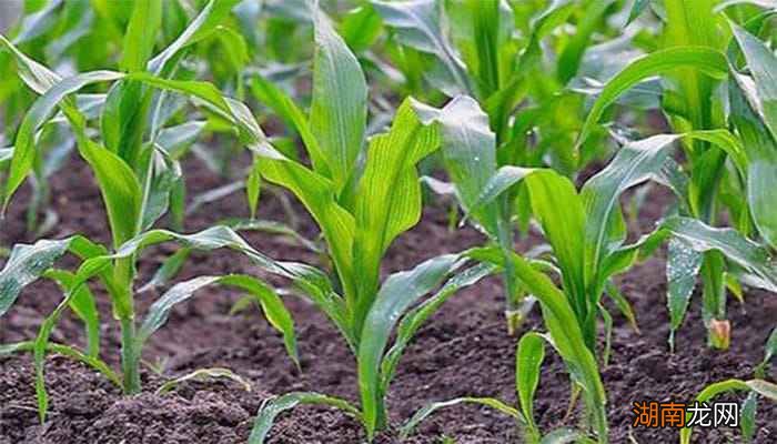 玉米的种植方法和技术 玉米种植的六个步骤