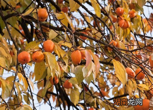 院子里适合栽什么树比较好风水