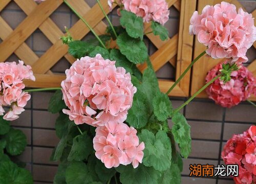 送妹妹鲜花送什么花合适