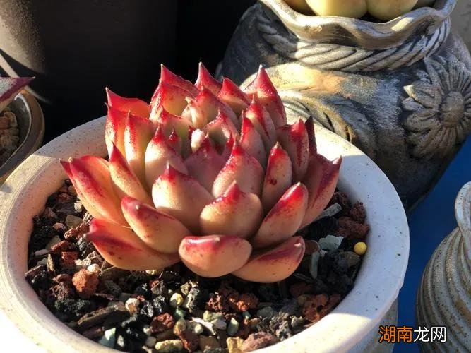 东云系多肉好养的品种图片 东云系最红的品种