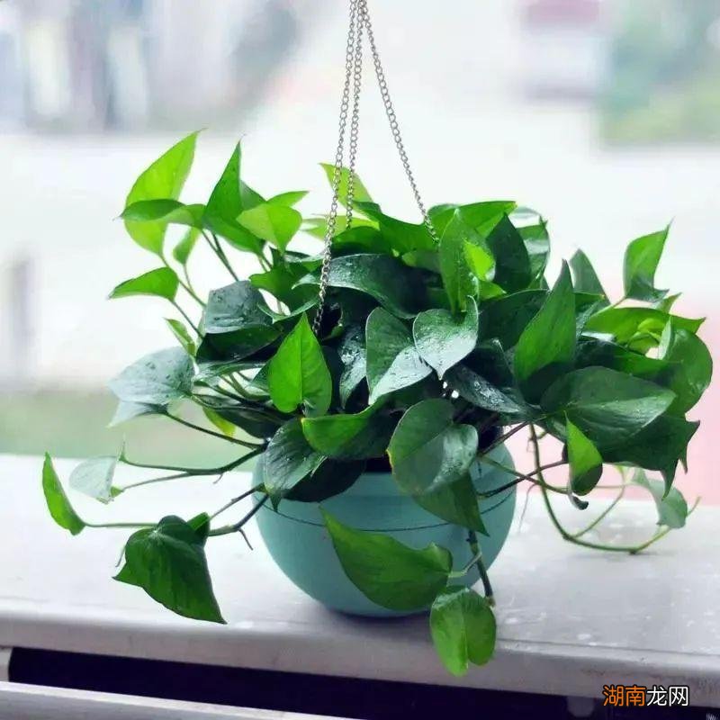 卧室适合养什么花和植物好风水