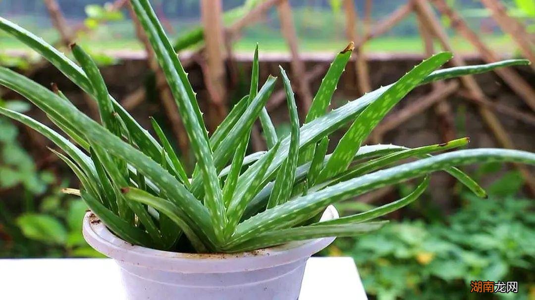 卧室适合养什么花和植物好风水