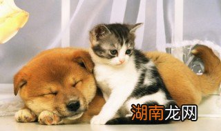 怎么给狗人工配种 给狗人工配种的方法