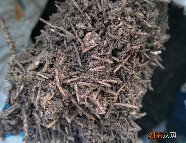 干松针可以直接拌土种花吗