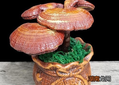 对比有什么区别 赤灵芝与黑灵芝哪种好