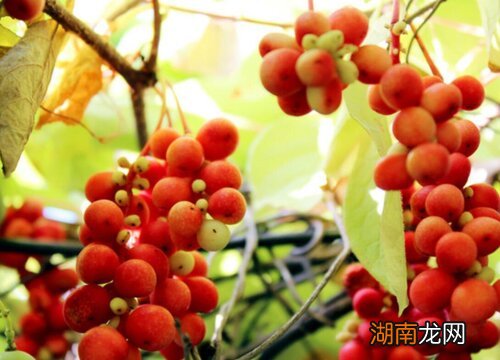 五味子栽培与种植技术管理方法