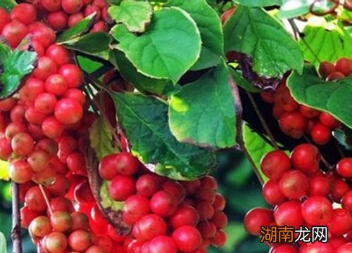 五味子栽培与种植技术管理方法