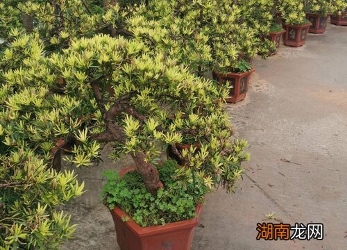 造型树有哪些品种名称及图片