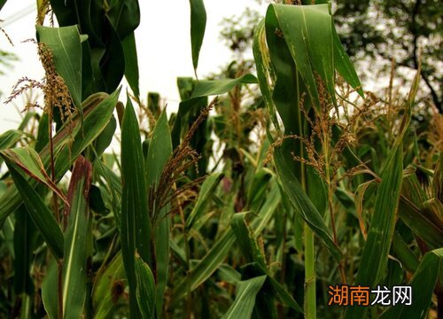 宏精269品种特性介绍 宏精269玉米种子简介