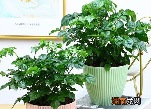 盆栽富贵树的养殖方法和注意事项