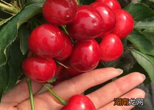 女人来大姨妈适合吃这些果品 女生经期可以吃的水果有哪些