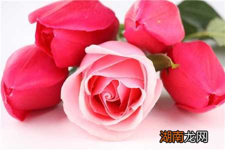 玫瑰花花期事件 玫瑰花几月开放是什么季节