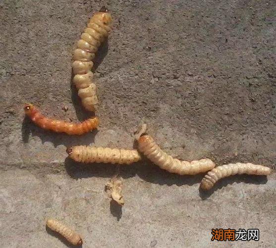 钻心虫已经钻到树里了怎么治